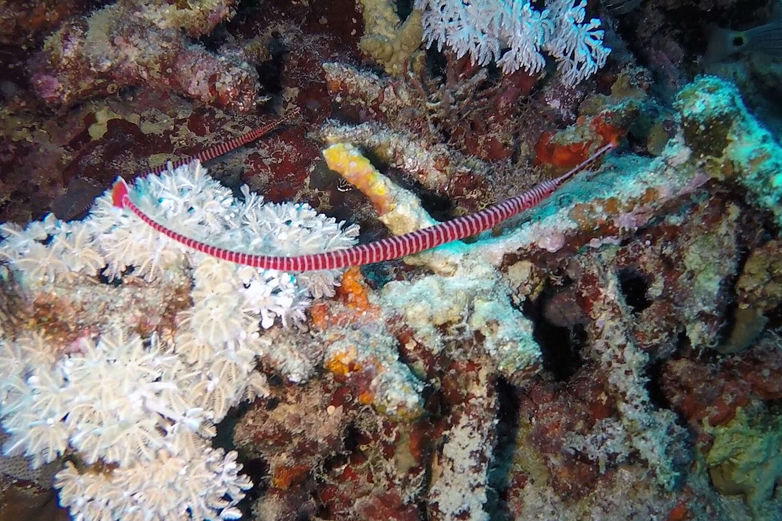 Image of Many-banded pipefish