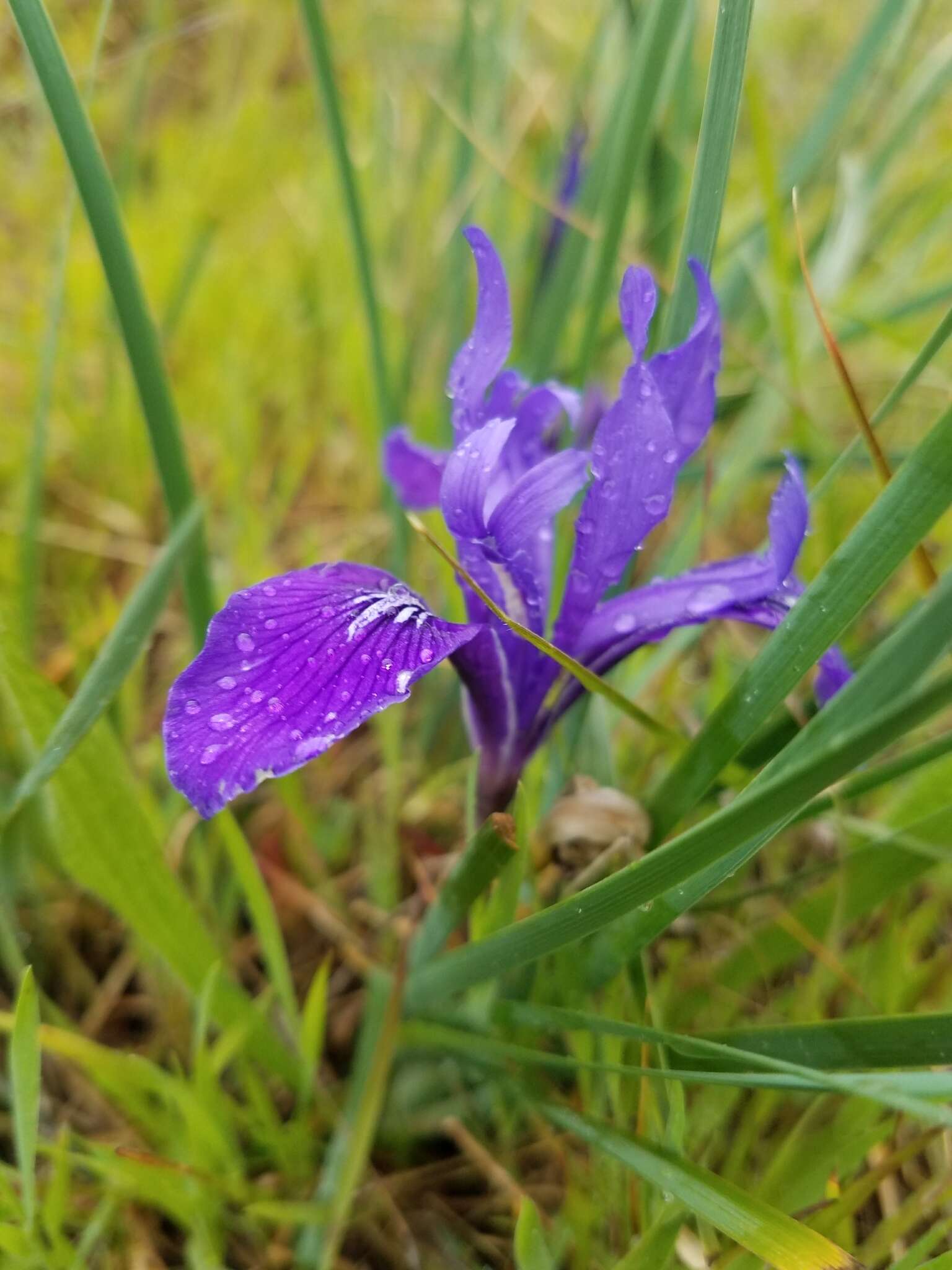 Image of bowltube iris