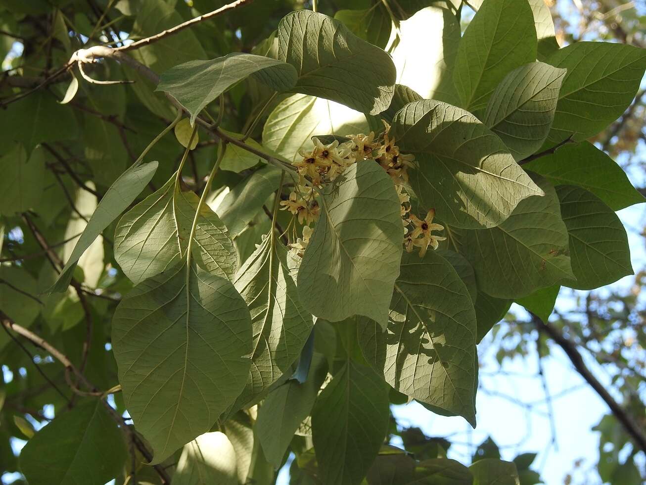 Image of Cordia elaeagnoides DC.