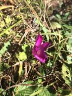 Callirhoe triangulata (Leavenw.) Gray resmi