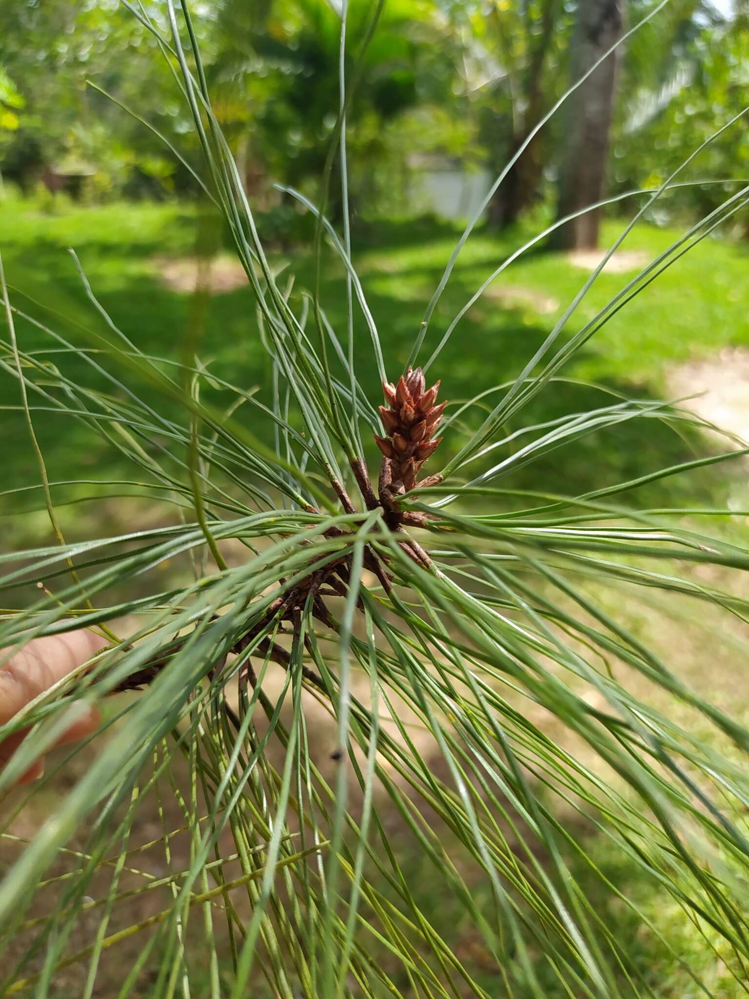 Image of Schwerdtfeger's Pine