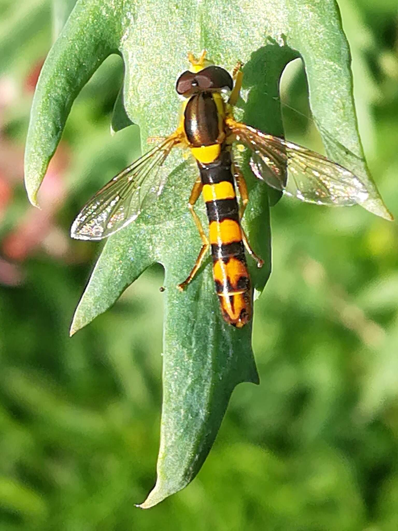 Image of Sphaerophoria scripta (Linnaeus 1758)