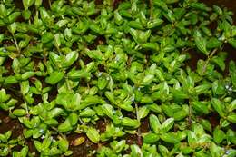 Image of Veronica beccabunga subsp. beccabunga