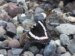 Imagem de Limenitis arthemis rubrofasciata Barnes & McDunnough 1916