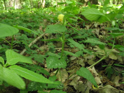 Image of Lamium galeobdolon subsp. galeobdolon