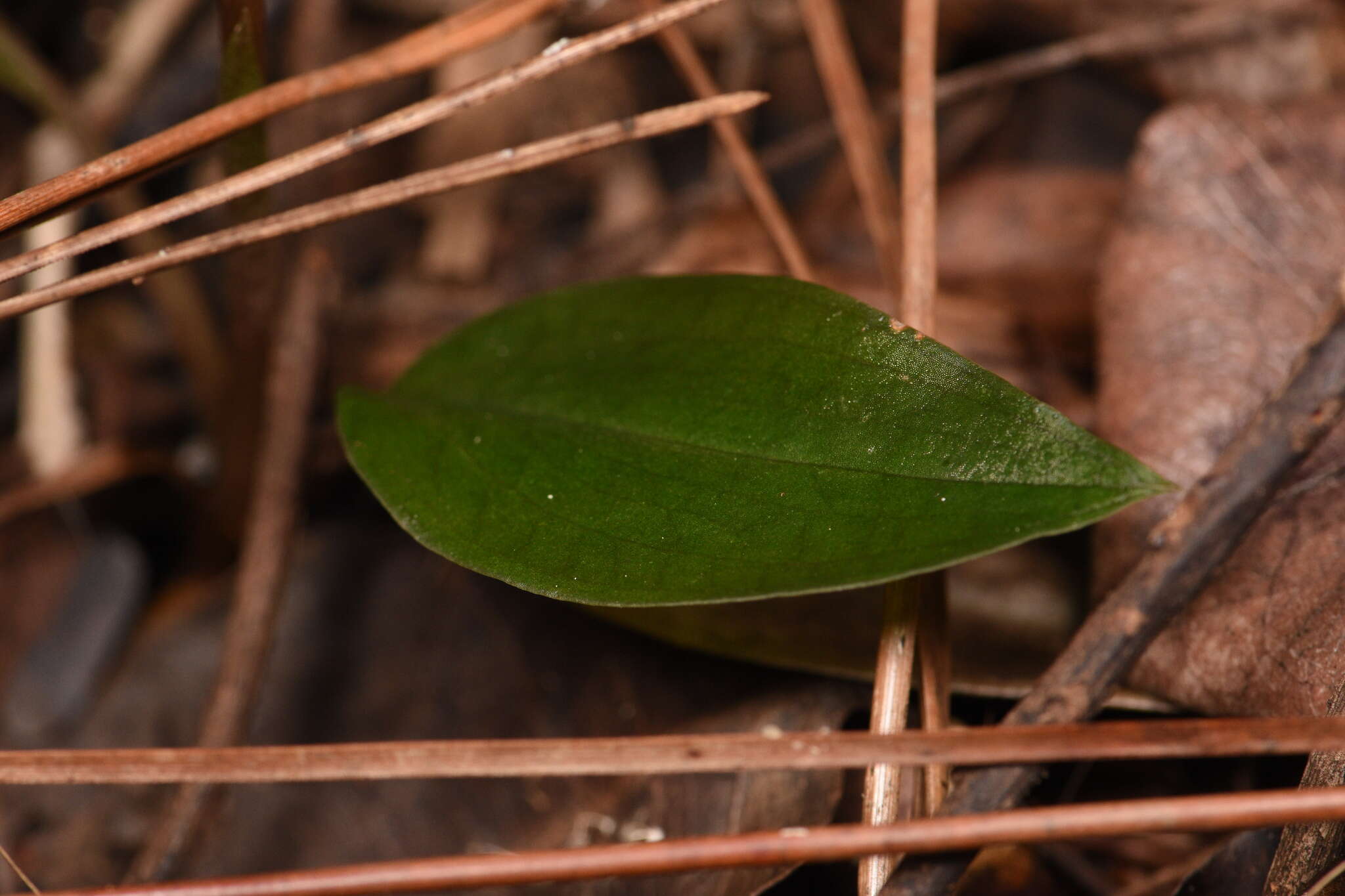 Image of Cranichis ladiestresses