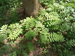 Image of Polygonatum orientale Desf.