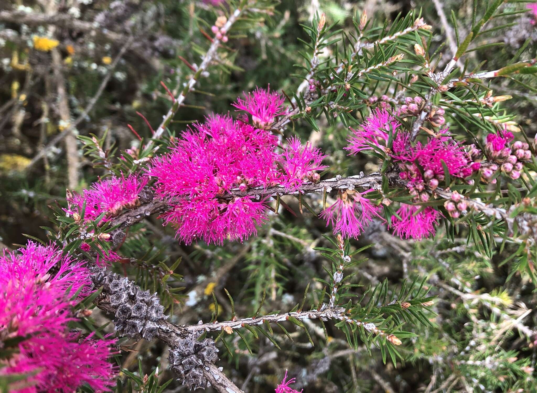 Image de Melaleuca wilsonii F. Müll.