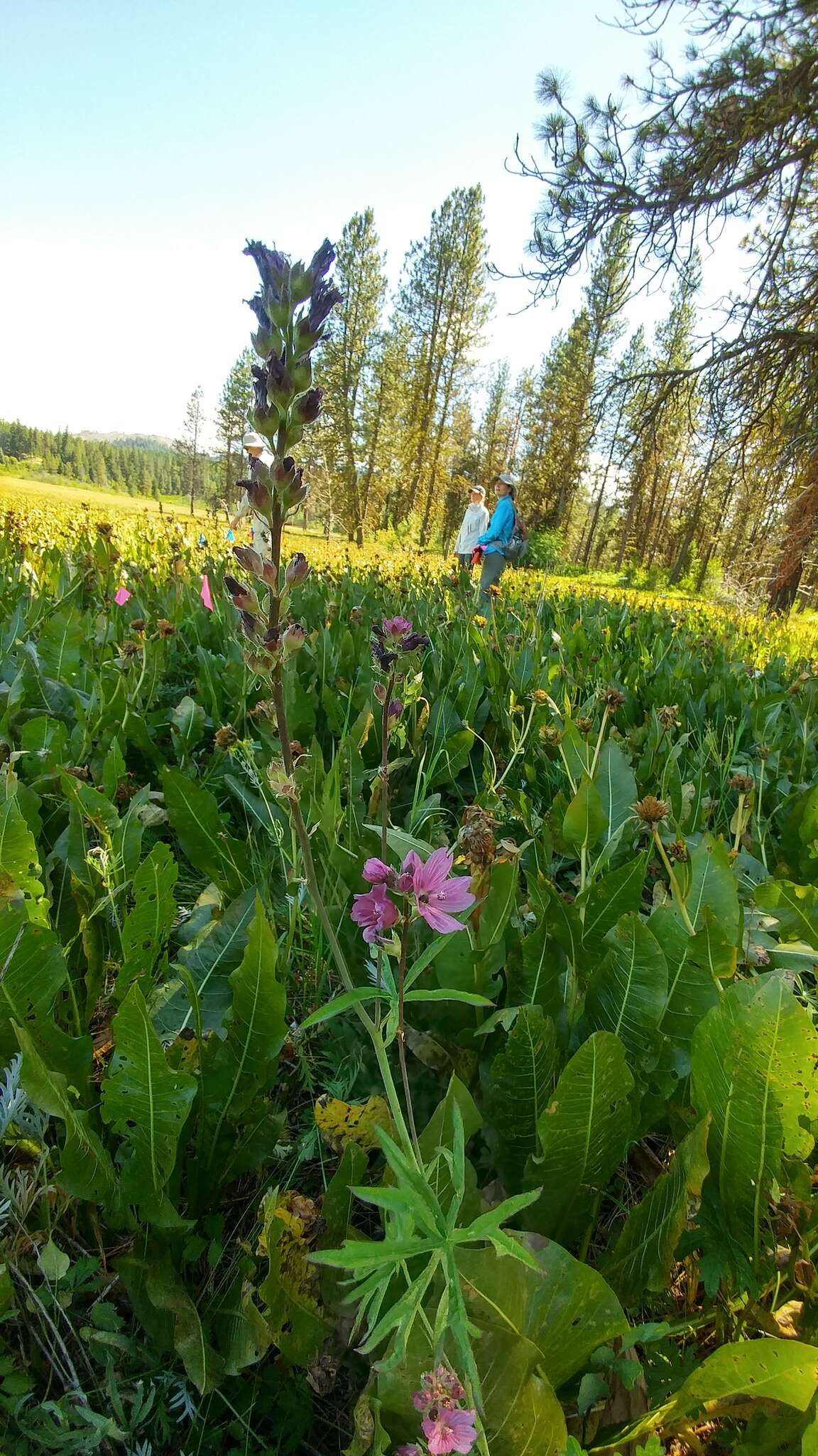 صورة Sidalcea oregana subsp. oregana