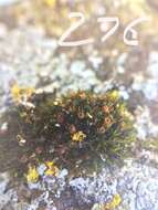 Image of seaside schistidium moss