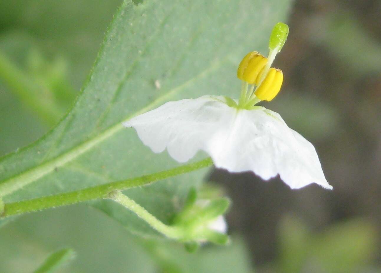 Image of Solanum montanum L.