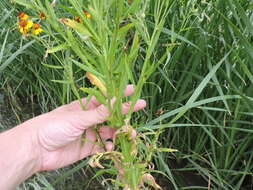 Image of pretty sneezeweed