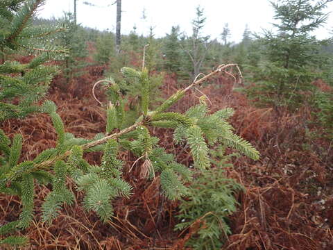 Image of Conifer Shoot Blight