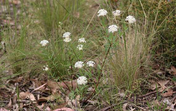 Image of Pimelea treyvaudii F. Müll. ex Ewart & Rees