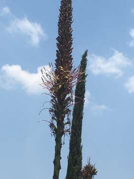 Image of Chamula agave