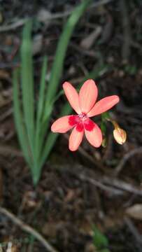 Freesia laxa subsp. laxa resmi