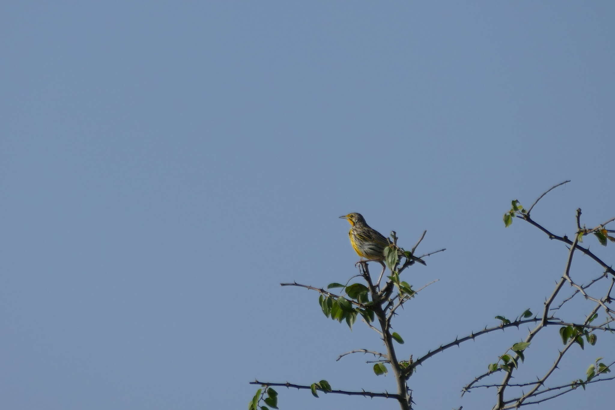 Image of Pangani Longclaw