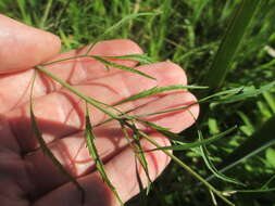 Image of bulblet-bearing water hemlock