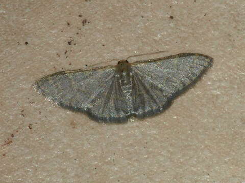 Image of Idaea coercita Lucas 1900