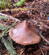 Phaeocollybia redheadii Norvell 2000 resmi