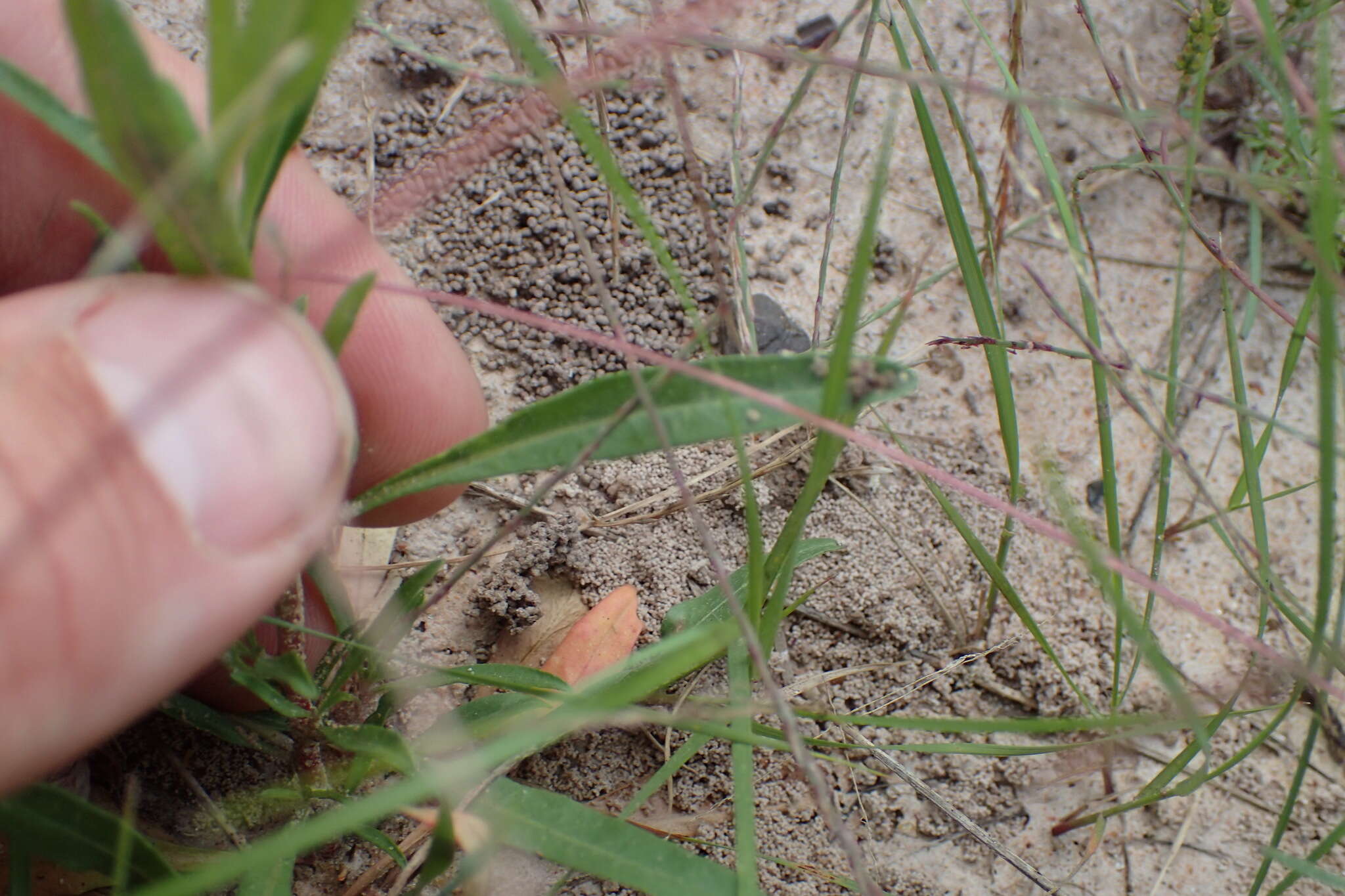 Oenothera spachiana Torr. & Gray的圖片