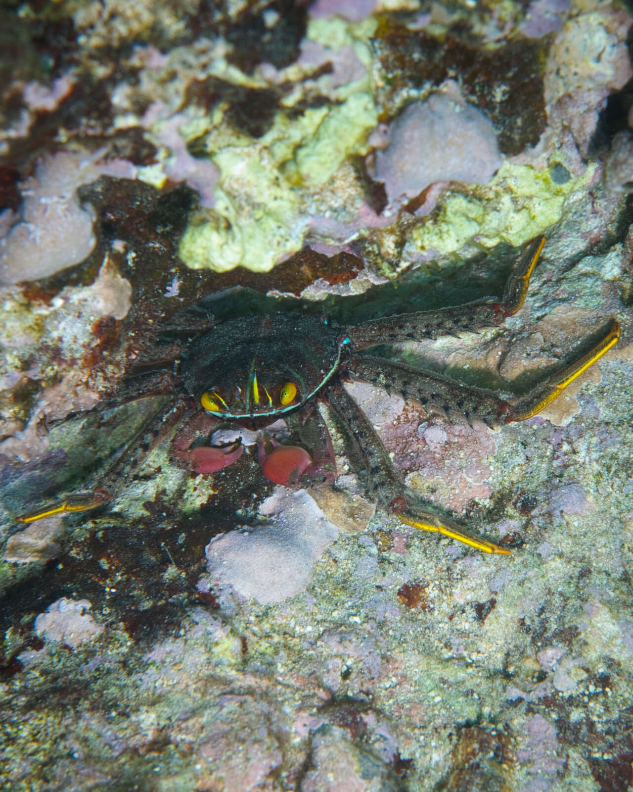 Image of flat rock crab