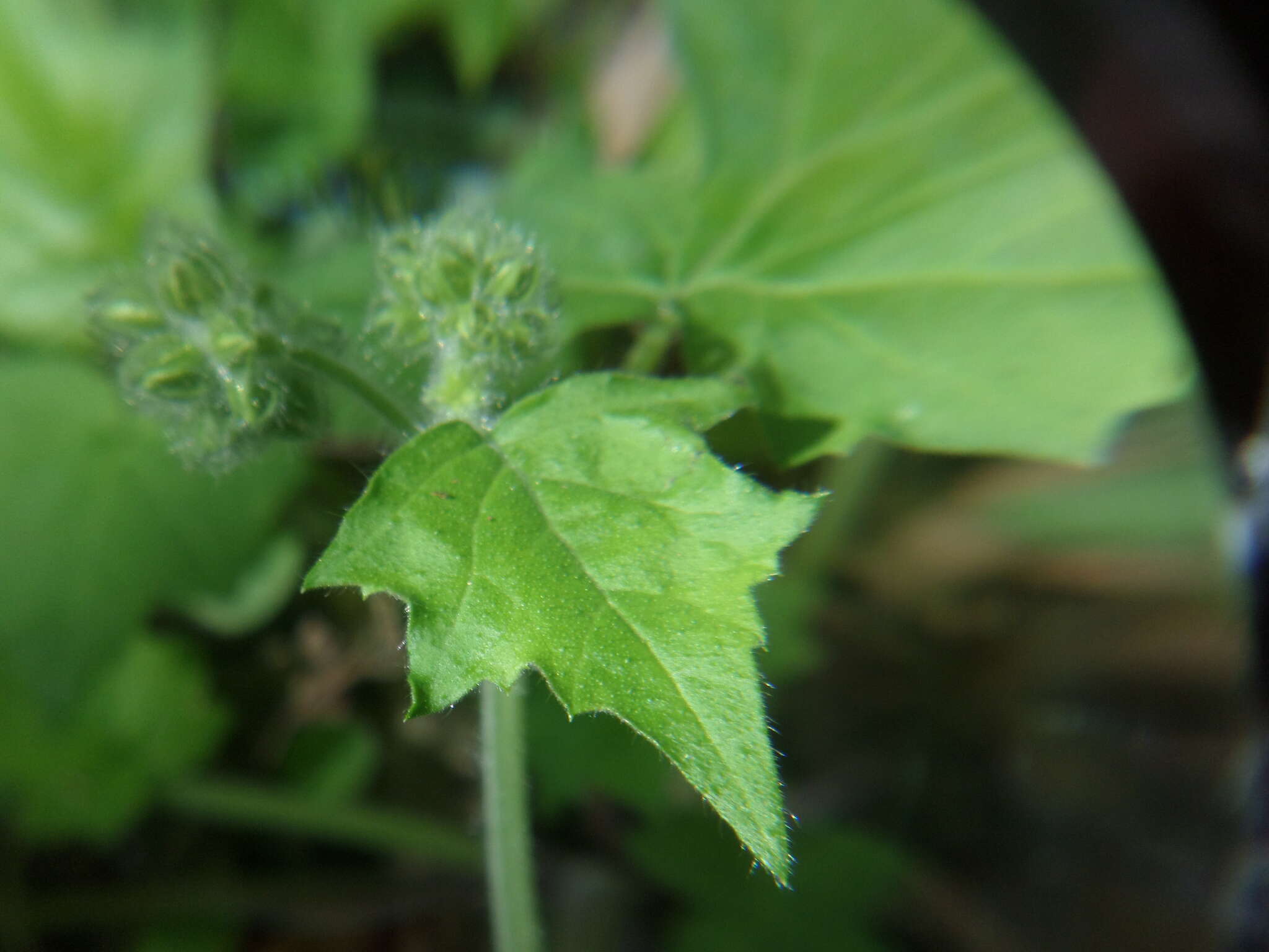 Image of great waterleaf