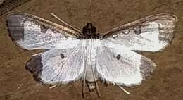 Image of Caprinia periusalis Walker