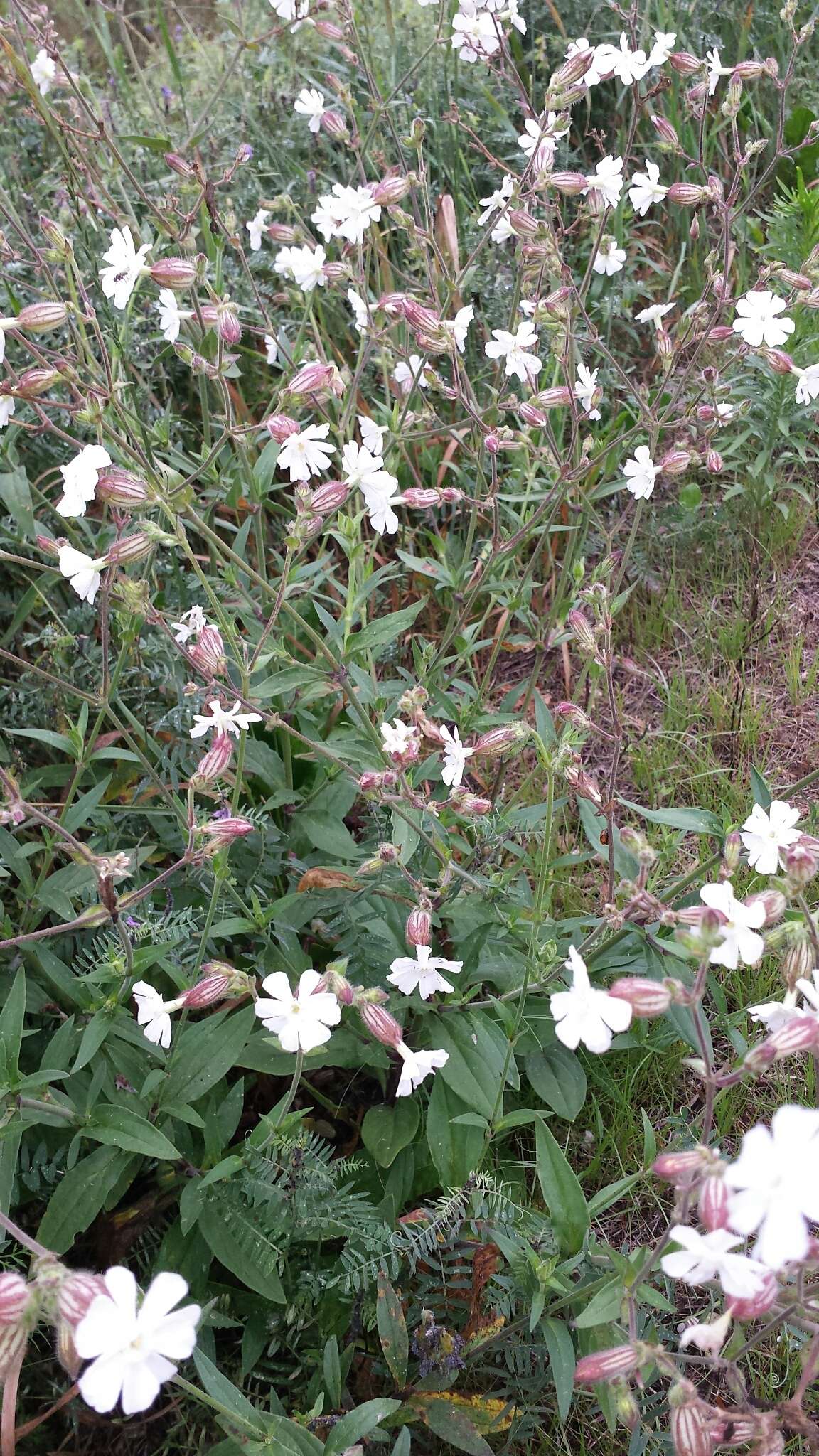 Imagem de Silene latifolia subsp. alba (Miller) Greuter & Burdet