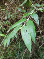 Image of Weeping sage