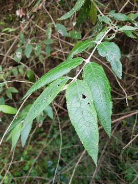 Imagem de Buddleja auriculata Benth.