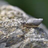 Image of pfeifers amber snail