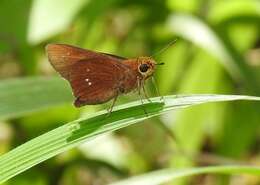 Image de Borbo ferruginea Aurivillius 1925