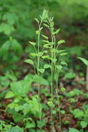 Image de Smilax illinoensis Mangaly