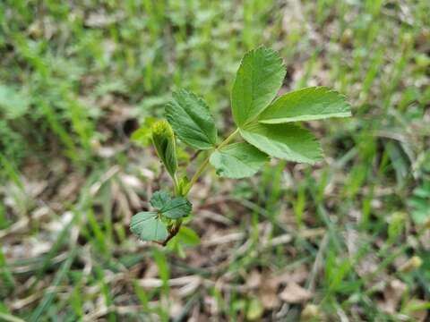 Image of cinnamom rose