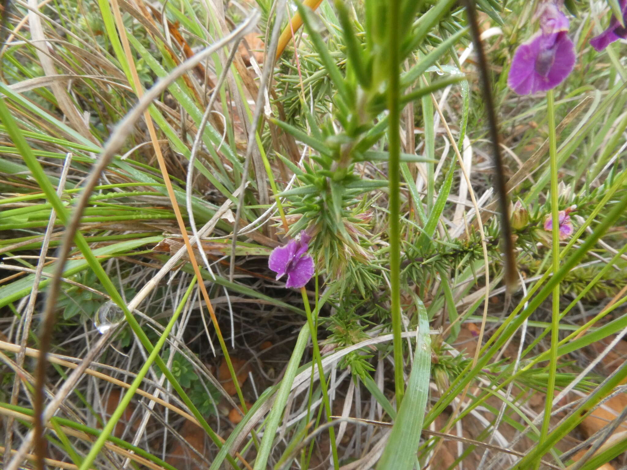 Image of Muraltia pungens Schlechter