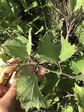 Image of mapleleaf grape