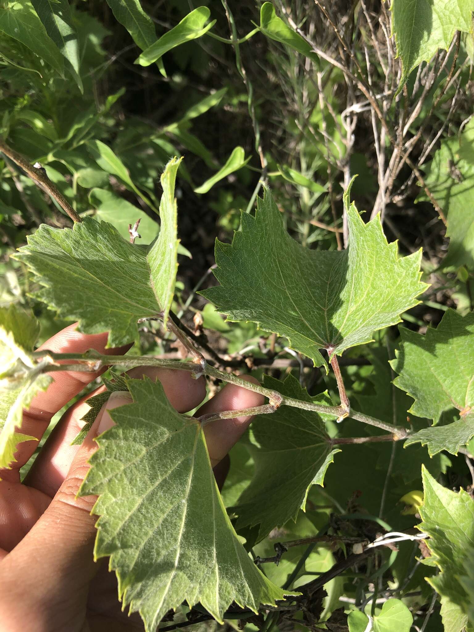 Plancia ëd Vitis acerifolia Raf.