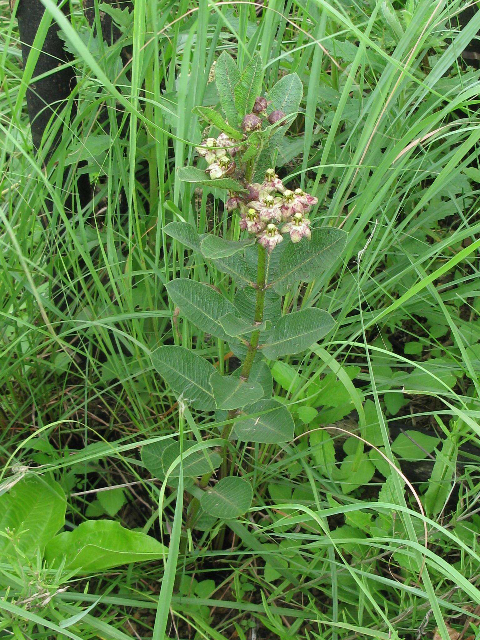 Sivun Pachycarpus asperifolius (Meissn.) Meissn. kuva