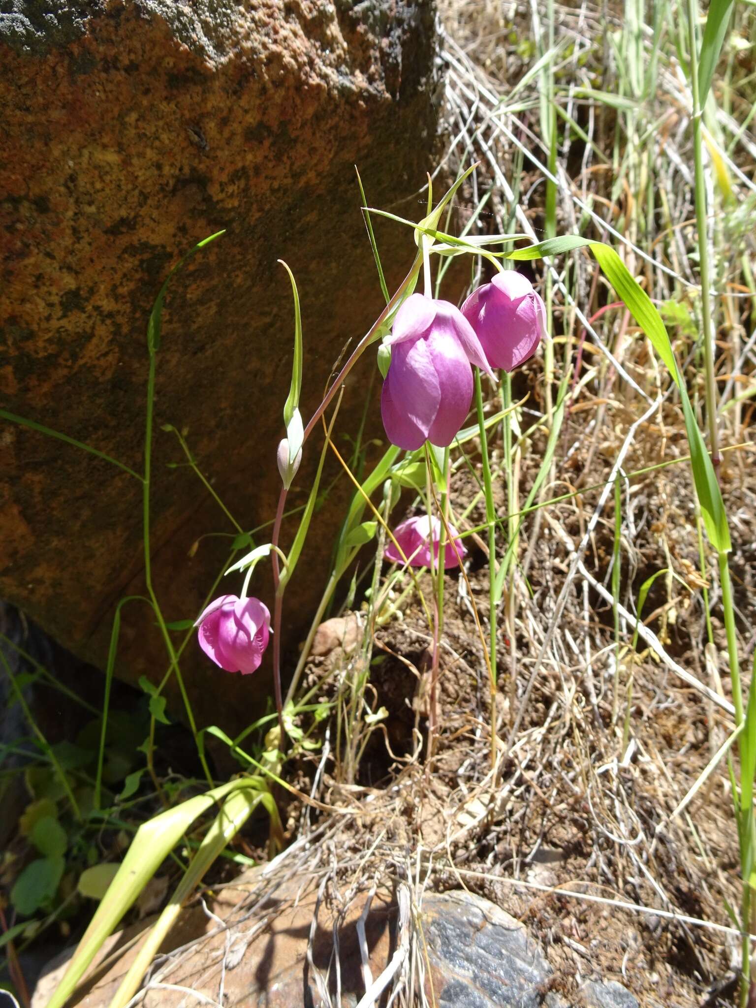 Image de Calochortus amoenus Greene