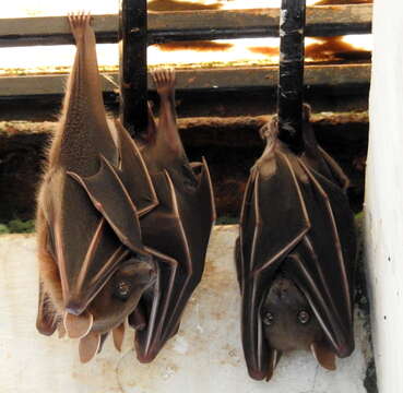 Image of greater short-nosed fruit bat