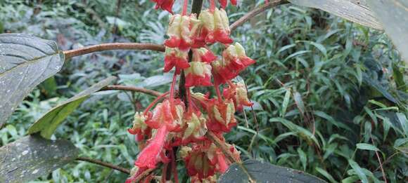 Image of Glossoloma schultzei (Mansf.) J. L. Clark