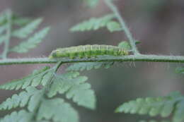 Image of Bertula hadenalis Moore 1867