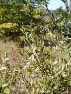 Image of common snowberry