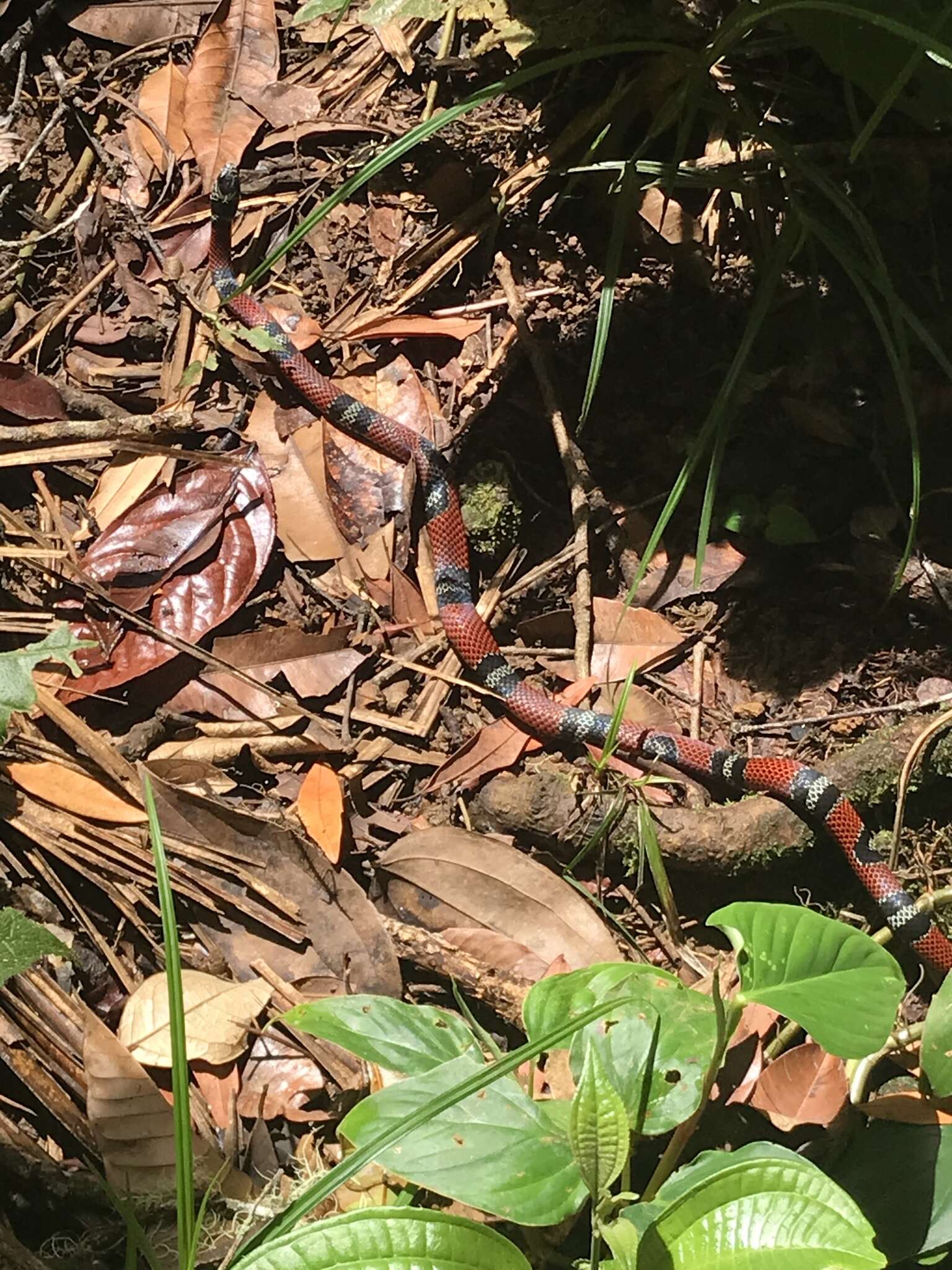 Image of False Coral Snake