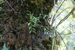 Image de Luzuriaga parviflora (Hook. fil.) Kunth