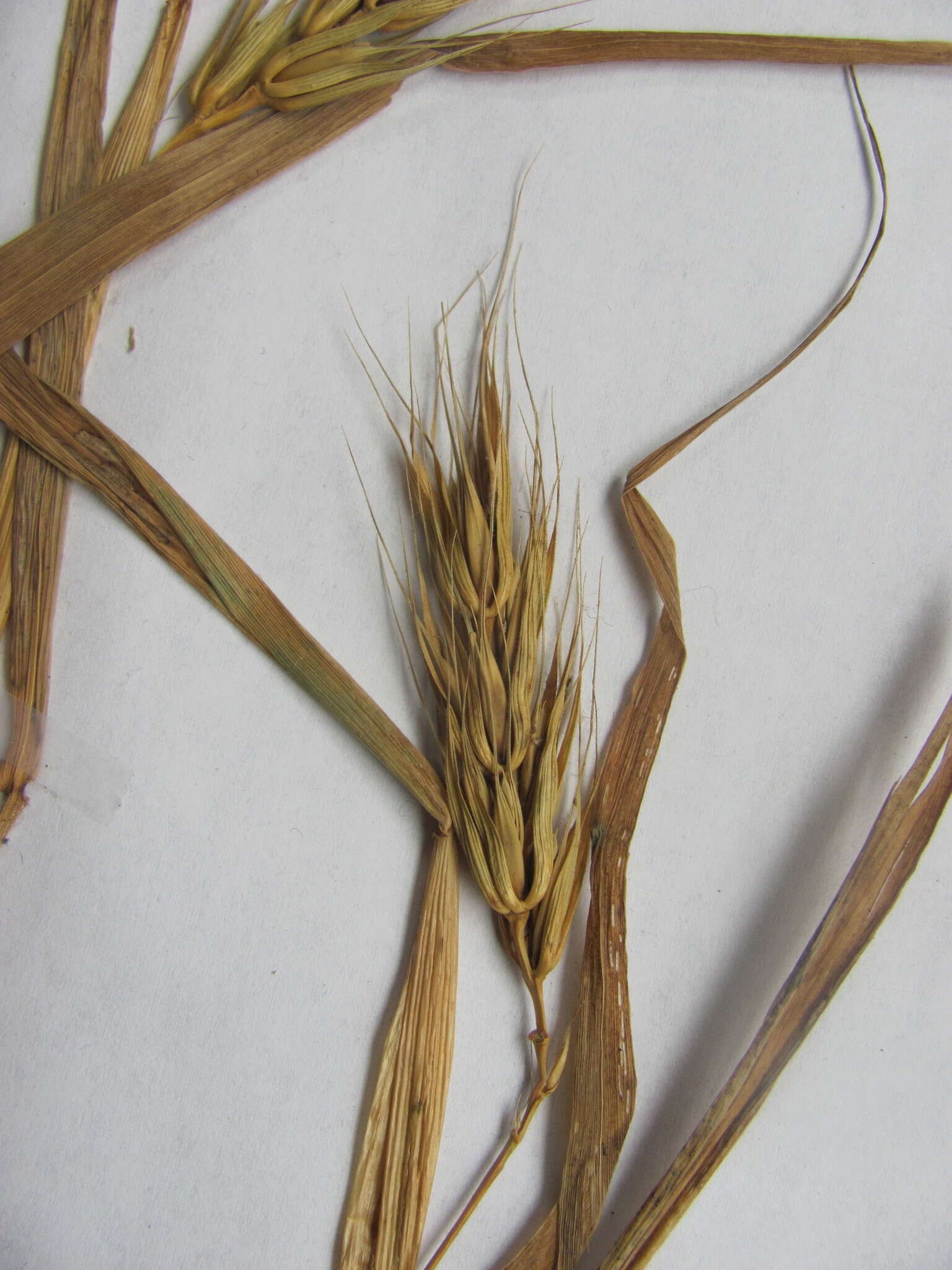 Image of Elymus virginicus var. virginicus