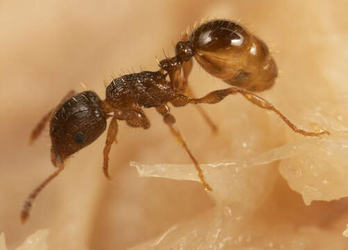 Image of Tetramorium frigidum Arnold 1926