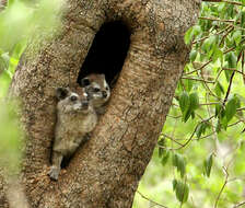 Image of Tree hyrax