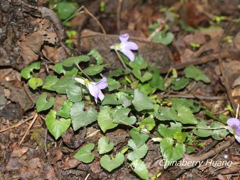 Image of Viola grypoceras A. Gray